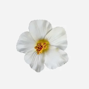 1 pince fleur hawaïenne blanche